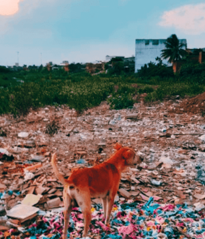 CyberAgreste é quando o descarte vira arte no agreste pernambucano