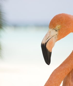 Aposte nos flamingos para o verão 2017